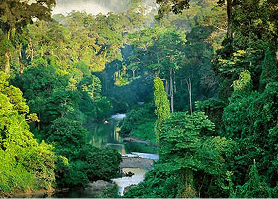 allakanda forest