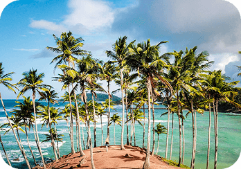 Palm Trees South Asia