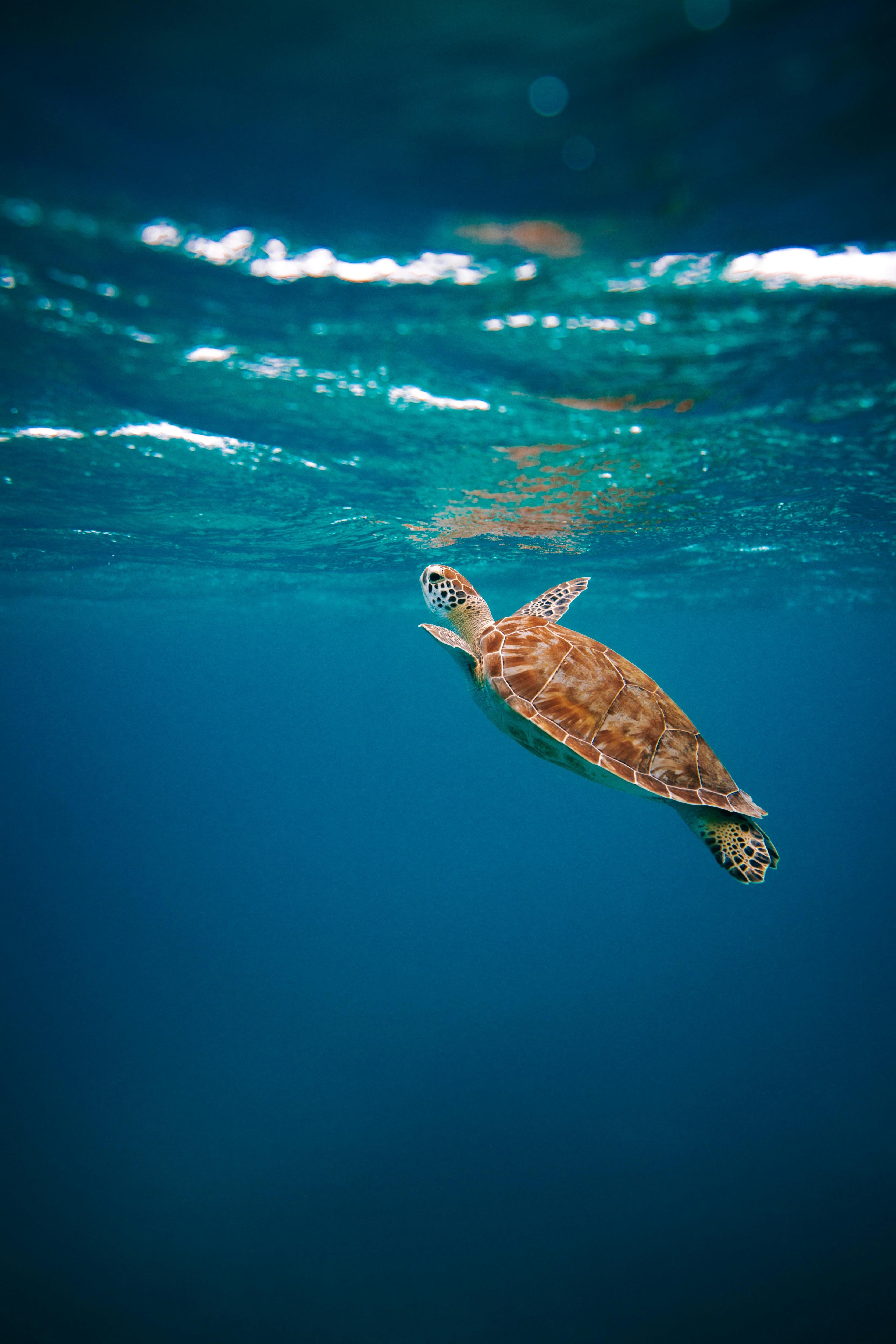 Turtle Sanctuary