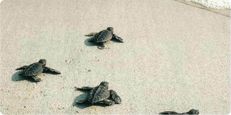Baby turtles on sand