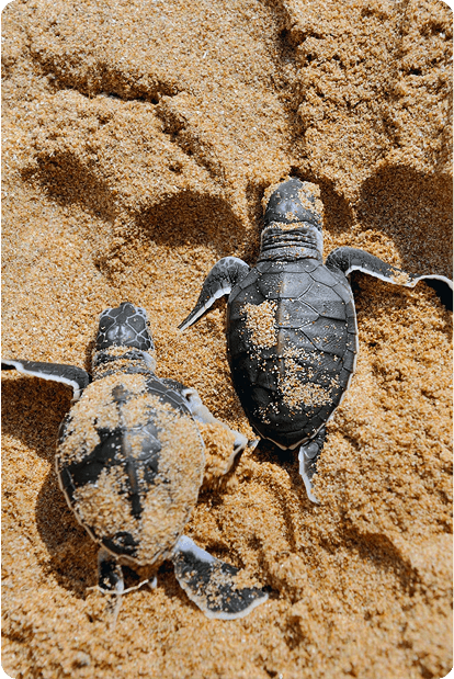 Turtles crawling on beach