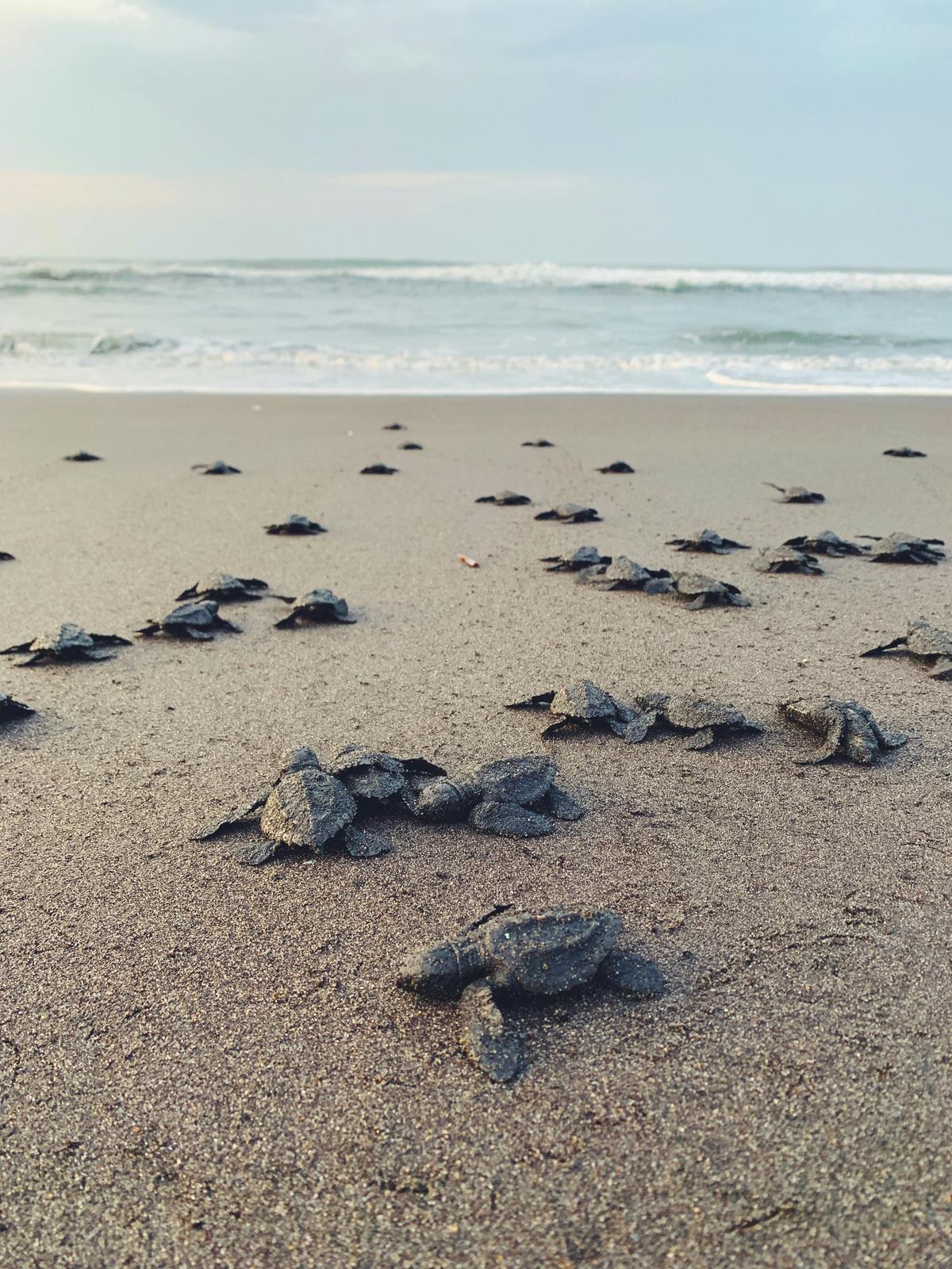 Turtle laying eggs